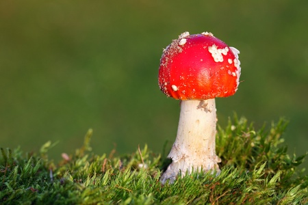 Red toadstoolの写真素材