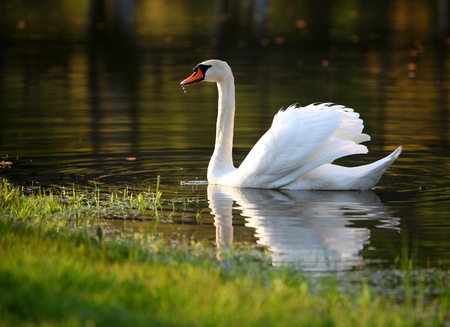 Swanの写真素材
