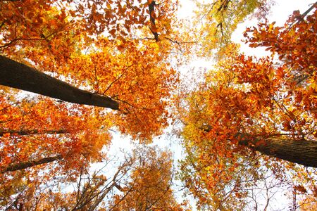 Sky with clouds and sunshine through the autumn tree branches  from below の写真素材