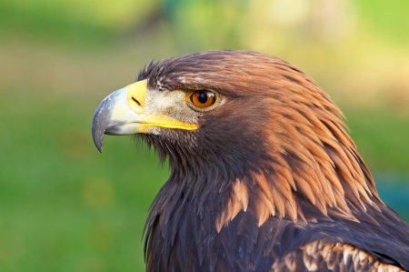 Portrait of a Golden Eagle  Aquila chrysaetos の写真素材