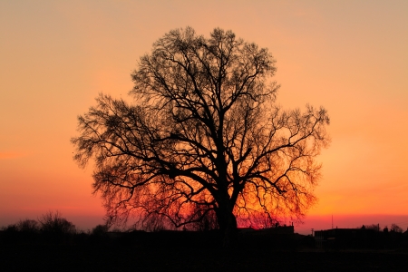 Alone tree on meadow at sunset with sunの写真素材