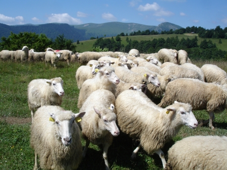 Herd of sheepの写真素材