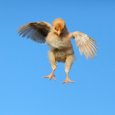 Flying chickenの写真素材