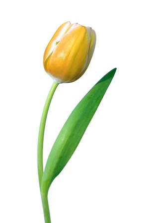 Orange - Yellow Tulipの写真素材