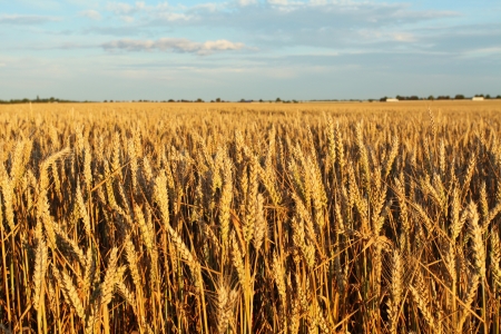 Wheat fieldの写真素材