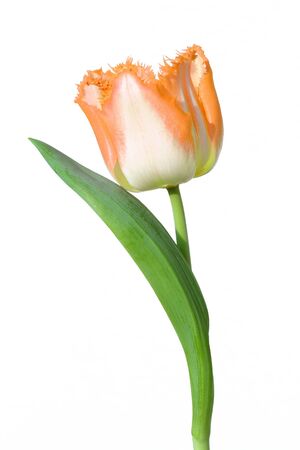 Tulip isolated on whiteの写真素材