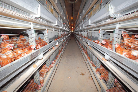 Chicken farm -  interiorのeditorial素材