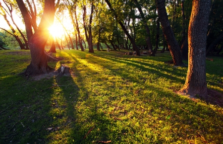 Sunshine in the green forest with many treeの写真素材