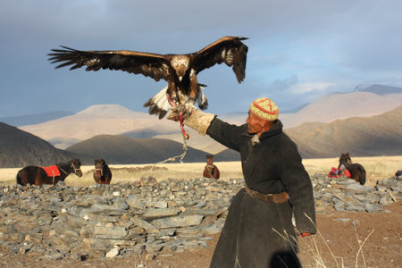 MONGOLIA - 25 JULY  The senior Mongolian  horseman in traditional clothing with golden eagles during the festival of name  The Golden Eagle Festival  July 25, 2011, Mongolia - desertのeditorial素材