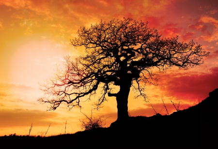 Alone tree with sun and color red orange yellow skyの写真素材