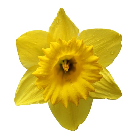 Pretty yellow daffodils on white background isolatedの写真素材