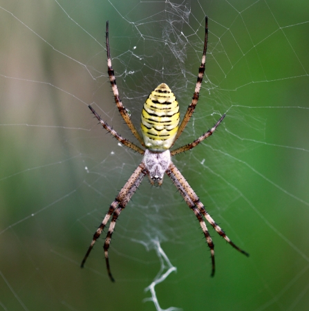 European white - yellow spider with green background   Argiope bruennichi の写真素材