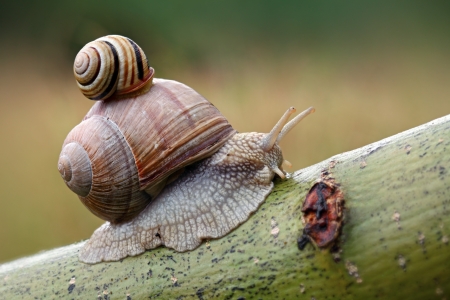 Two snails on leaf. (Helix pomatia and Cepaea vindobonensis)の写真素材