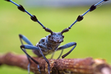 Rosalia Alpina - protected beetleの写真素材