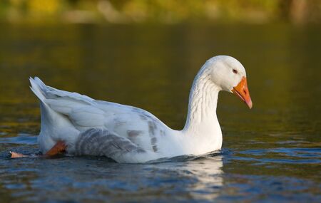Goose floating on waterの写真素材
