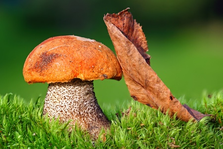 big fungus with Red-capped ( Leccinum aurantiacum mushroom. Red-capped scaber stalk ) in green mossesの写真素材