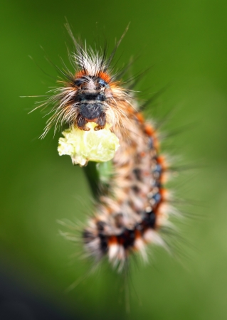 Black - red caterpillarの写真素材