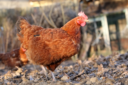 Chicken in the bio farm - outdoor natureの写真素材