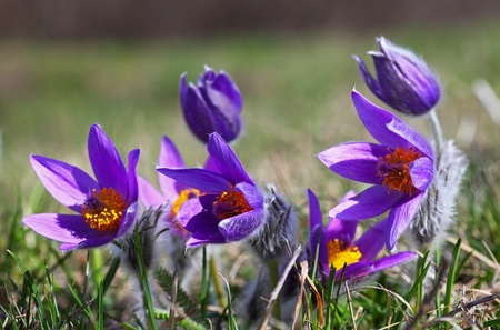 purple Pulsatilla grandisの写真素材