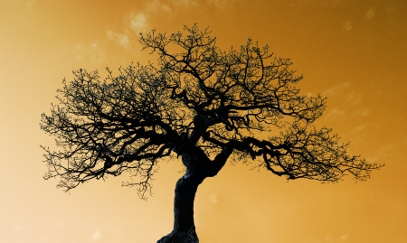 Alone tree with sun and color  skyの写真素材