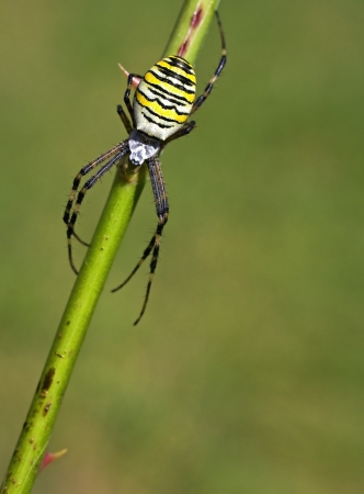 European white - yellow spider   Argiope bruennichi  の写真素材