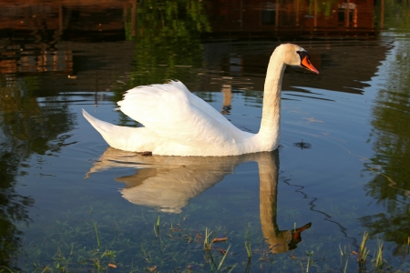 Swanの写真素材