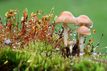Brown mushroom in green mossの写真素材