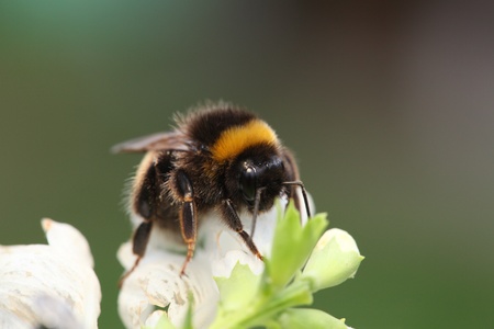 Bumble-bee sitting on green leafの写真素材