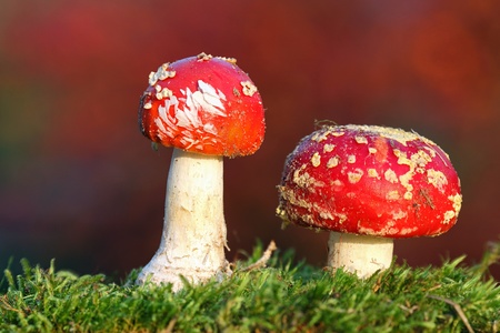 Two red toadstoolsの写真素材