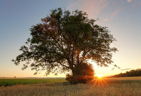 oak tree standing in the wheat field on sunsetの写真素材