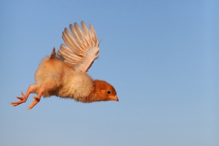 Flying chicken with blue backgroundの写真素材