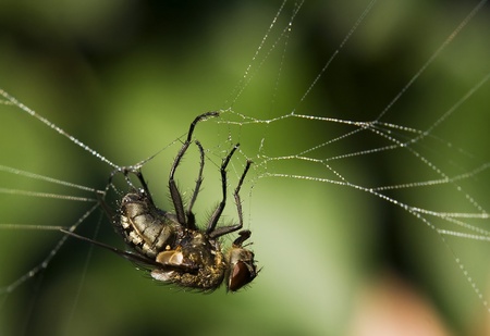 Fly in a spider trap
