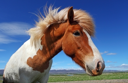 Horse head in Icelandの写真素材