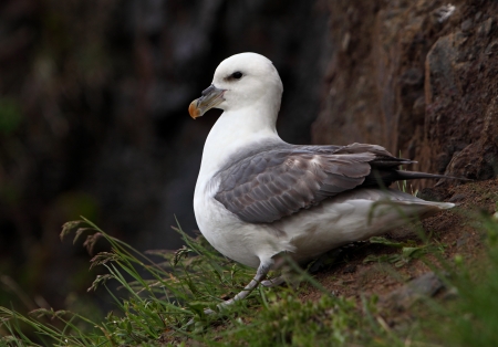 Seagull - wildlife nestの写真素材