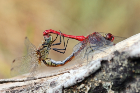 A red dragonfly at rest Sympetrum vulgatum