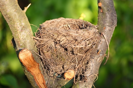 Nestの写真素材