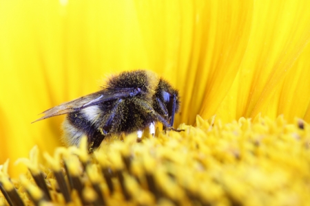 Bumble-bee sitting on sunflowerの写真素材