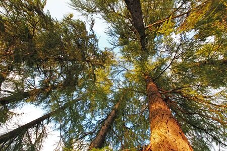 Trees in a forestの写真素材