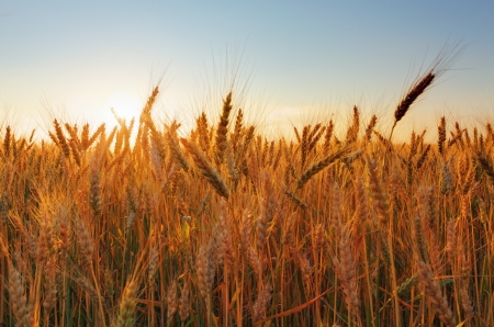 field with gold ears of wheat in sunsetの写真素材