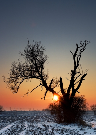 Winter alone tree on fieldの写真素材
