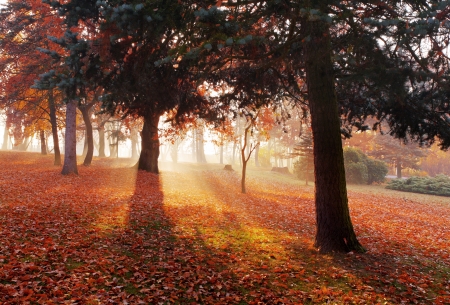Park with wood in Autumnの写真素材