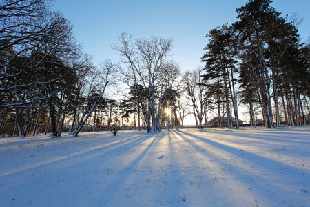 Winter tree with sun raysの写真素材