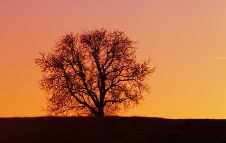 Tree silhouetteの写真素材