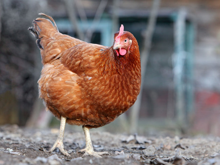 Chicken in biofarmの写真素材
