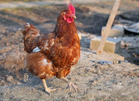 Chicken in biofarmの写真素材