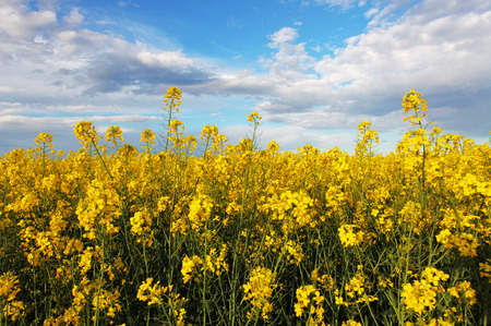 Rape yellow field with sky