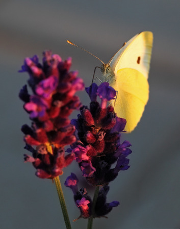 Butterfly - Brassicae Pieris on Lavandulaの写真素材