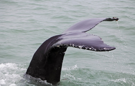 Tail fin of the mighty humpback whale  Megaptera novaeangliae  seen from the boat near Husavik,...