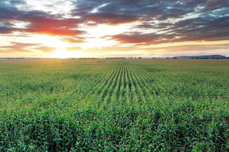 Corn fieldの写真素材