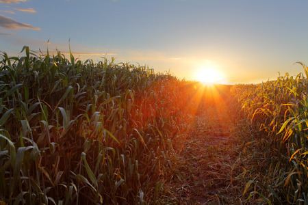 Green wheat field at sunset with sunの写真素材